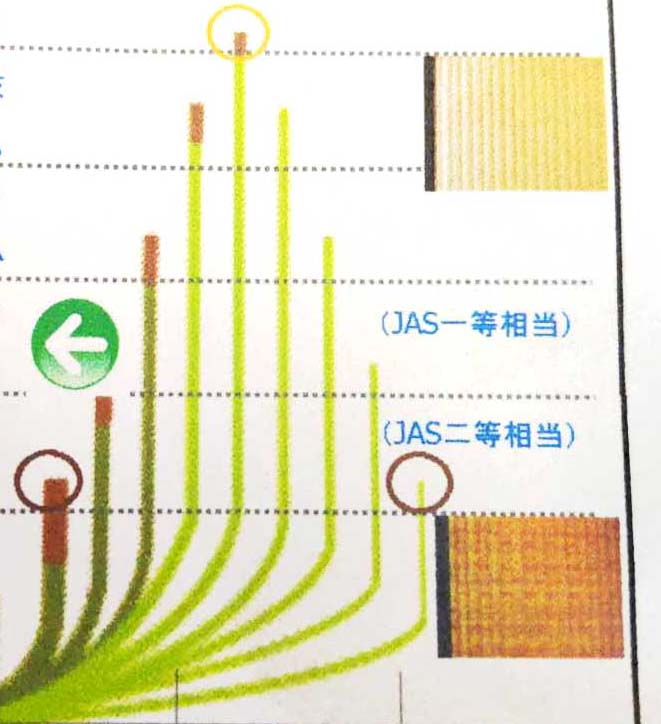 いぐさの長さ