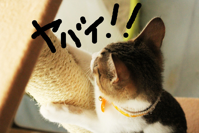 爪とぎ