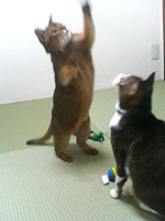 わんにゃん